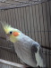 সুন্দর ও স্বাস্থ্যবান ককাটেল পাখি (Cockatiel) বিক্রি হচ্ছে